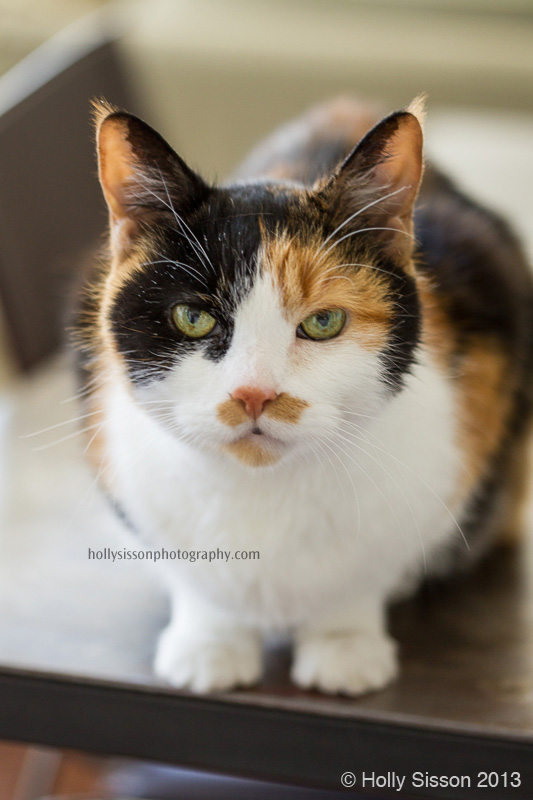 Zoe looking at me from table