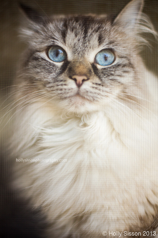 AliceThroughWindowScreen