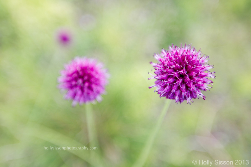 City Hall Purple Flowers2