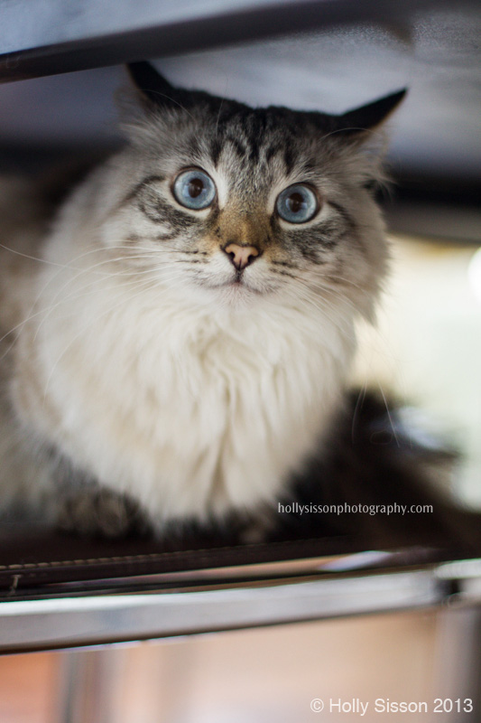 FinneganOnDiningRoomChair2