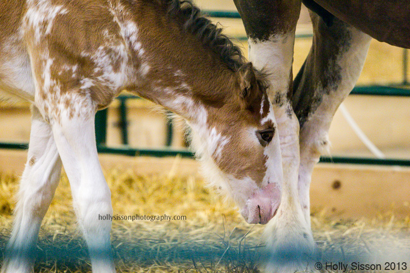 CNE Foal at Mamas Side