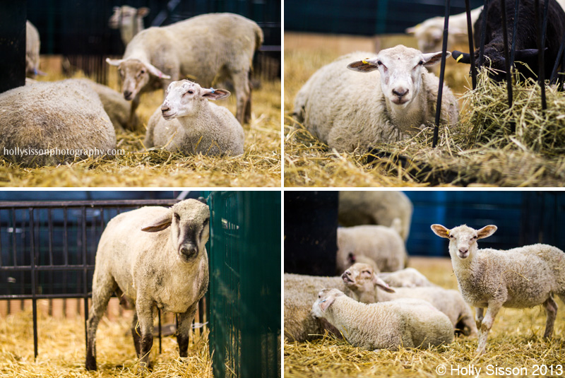CNE Sheep Collage