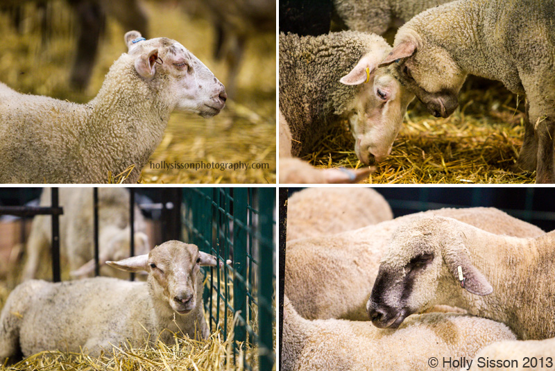 CNE Sheep Collage2