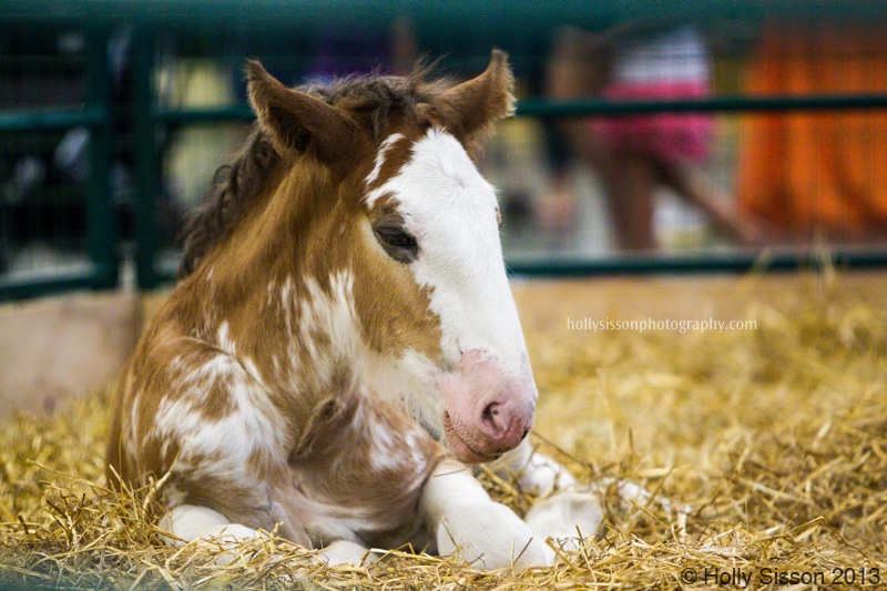 CNE Sleepy Foal