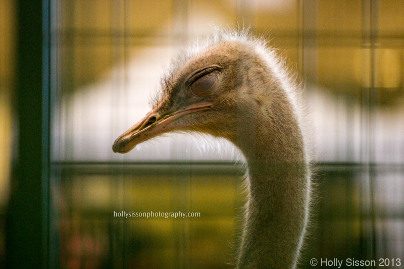 CNE Sleepy Ostrich